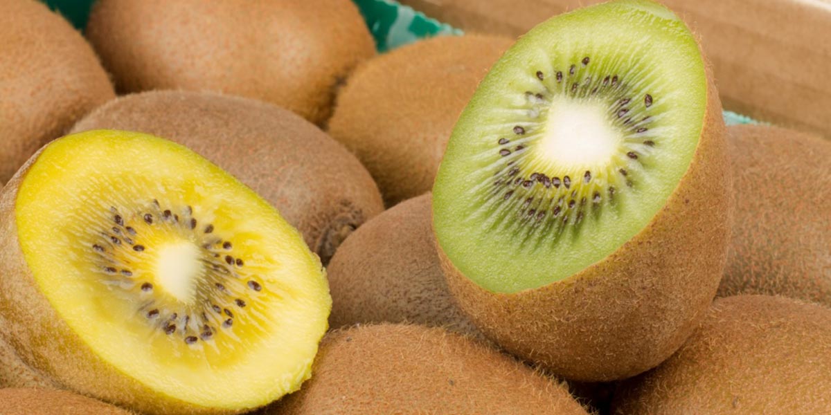 Kiwi, prospettive e varietà nel veronese